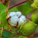 Cotton