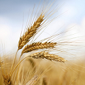 Wheat