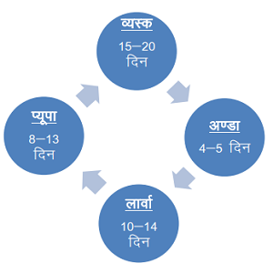 गुलाबी सूँडी